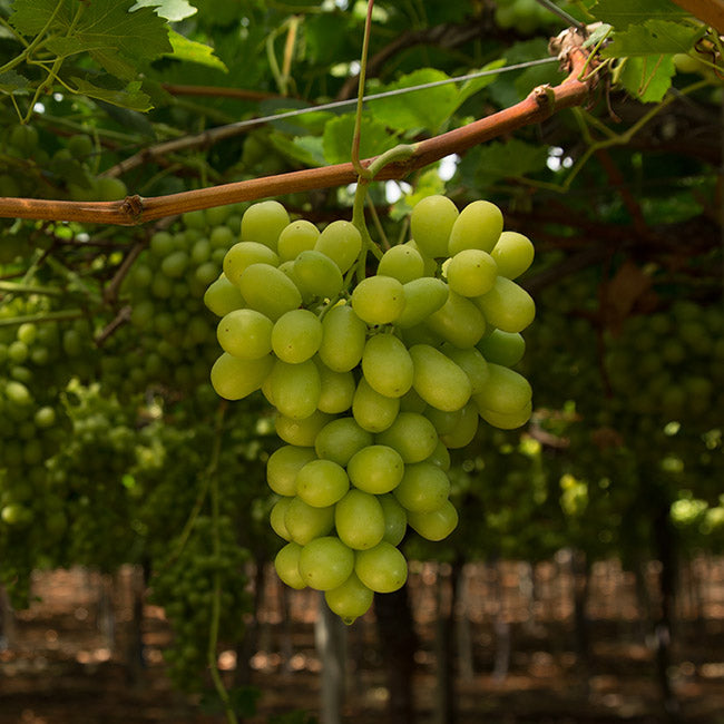 Uva Blanca temporada