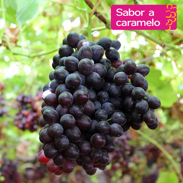 Uva Candy Dreams - Sabor a caramelo