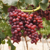 Uva Candy Snaps - Sabor caramelo