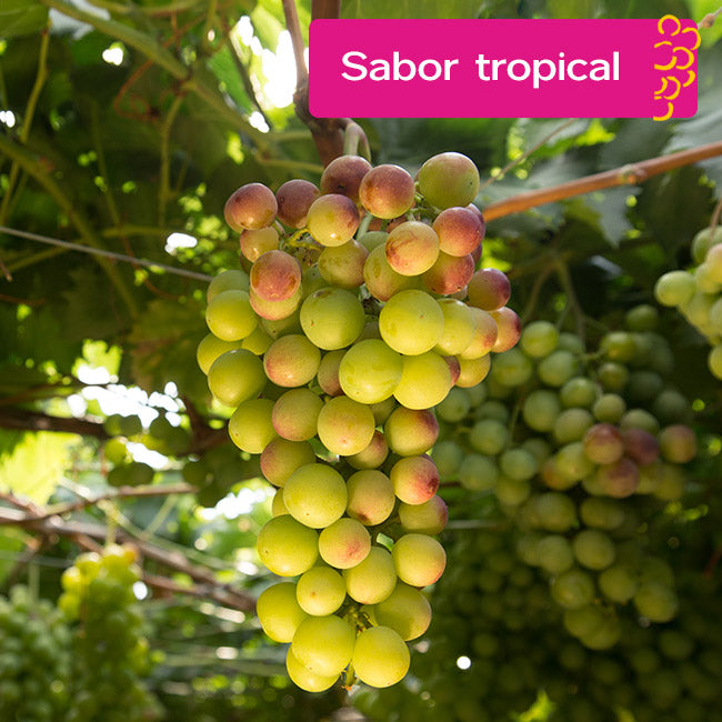 Uva K3 - Sabor tropical